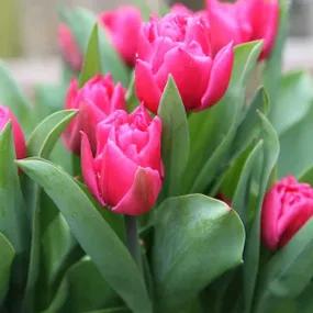 Dior Tulip (Tulipa Dior) Img 1